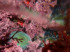 Calliarthron tuberculosum