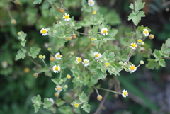 Perityle microglossa