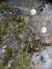 Celmisia laricifolia