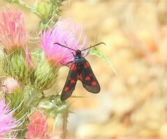 Zygaena lonicerae