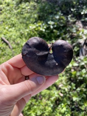 Enterolobium contortisiliquum