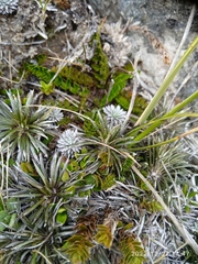 Celmisia laricifolia