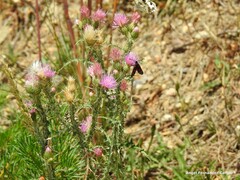 Zygaena lonicerae