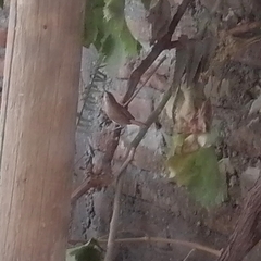 Troglodytes aedon