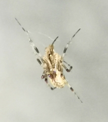 Pityohyphantes phrygianus