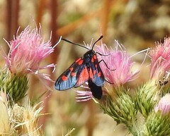 Zygaena lonicerae