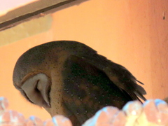 Tyto alba poensis