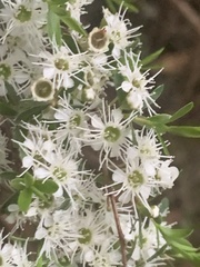 Kunzea leptospermoides