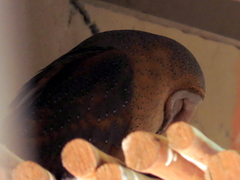 Tyto alba poensis