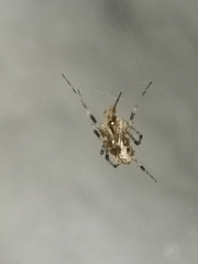 Pityohyphantes phrygianus