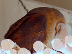 Tyto alba poensis