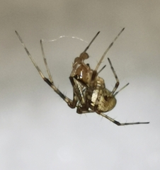 Pityohyphantes phrygianus