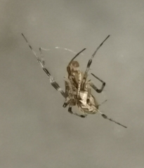 Pityohyphantes phrygianus