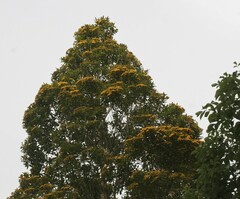 Thaleropia queenslandica