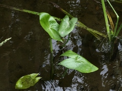 Sagittaria sagittifolia