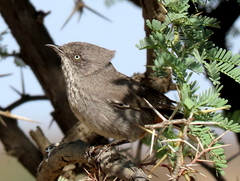 Curruca subcoerulea cinerascens