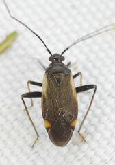 Adelphocoris seticornis