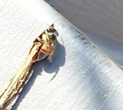 Apis mellifera