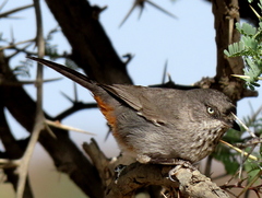 Curruca subcoerulea cinerascens