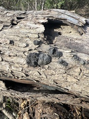 Kretzschmaria deusta