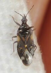 Anthocoris nemoralis