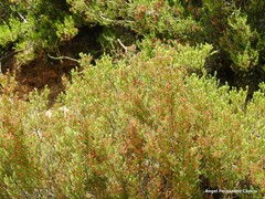 Erica australis