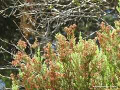 Erica australis