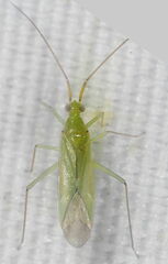 Blepharidopterus angulatus