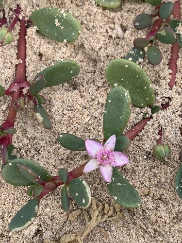 Sesuvium portulacastrum image