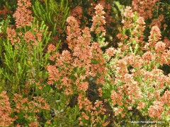Erica australis