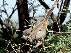 Curruca subcoerulea cinerascens
