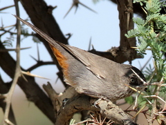 Curruca subcoerulea cinerascens