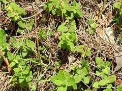 Teucrium scorodonia