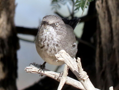 Curruca subcoerulea cinerascens