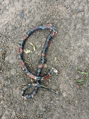 Erythrolamprus mimus
