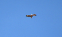 Buteo rufinus cirtensis