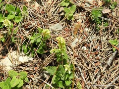 Teucrium scorodonia