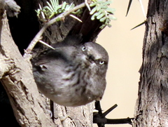 Curruca subcoerulea cinerascens
