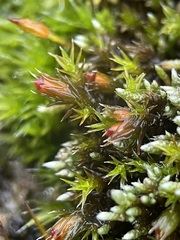 Schistidium crassipilum