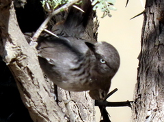Curruca subcoerulea cinerascens