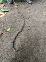 Erythrolamprus mimus