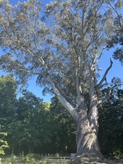 Eucalyptus delegatensis