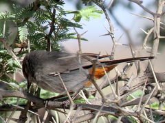 Curruca subcoerulea cinerascens
