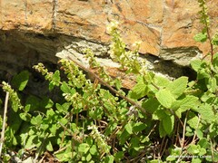 Teucrium scorodonia