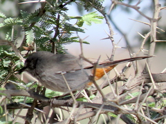 Curruca subcoerulea cinerascens