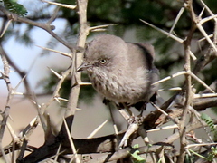 Curruca subcoerulea cinerascens