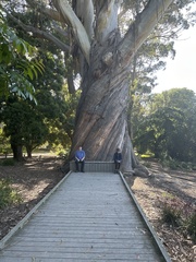 Eucalyptus delegatensis
