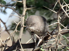 Curruca subcoerulea cinerascens
