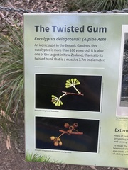 Eucalyptus delegatensis