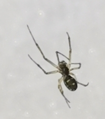 Neriene peltata